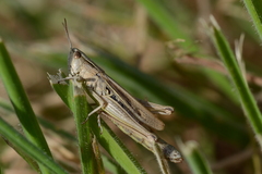 Chorthippus albomarginatus