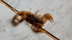 Uroplectes planimanus