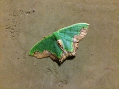 Antharmostes papilio