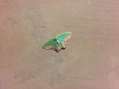 Antharmostes papilio