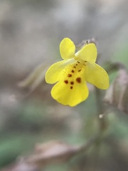 Erythranthe lagunensis