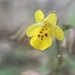 Erythranthe lagunensis - Photo (c) Jim Riley, μερικά δικαιώματα διατηρούνται (CC BY-NC), uploaded by Jim Riley
