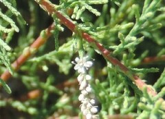 Tamarix canariensis