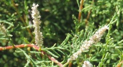 Tamarix canariensis
