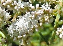 Tamarix canariensis