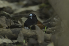 Spermestes bicolor nigriceps