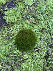 Syntrichia ruralis