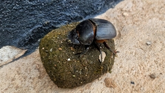 Scarabaeinae