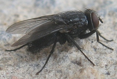 Calliphora vicina