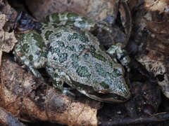 Pseudacris clarkii