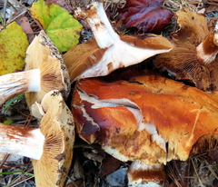 Cortinarius albidus