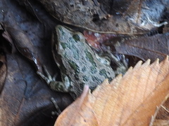 Pseudacris clarkii