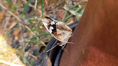 Junonia oenone oenone