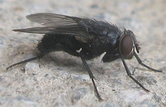 Calliphora vicina