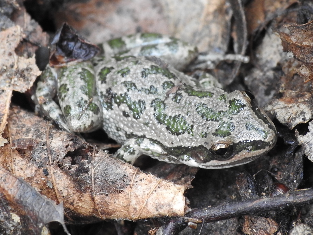 Spotted Chorus Frog from Grand Prairie, TX, USA on December 06, 2022 at ...