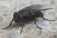Calliphora vicina