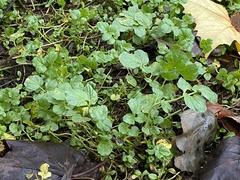 Cardamine amara