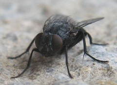 Calliphora vicina