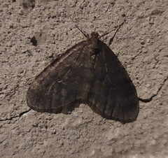 Operophtera