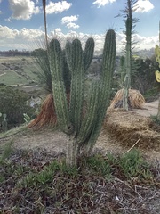 Trichocereus macrogonus