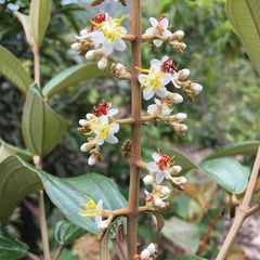 Miconia