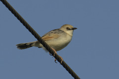 Cisticola galactotes galactotes