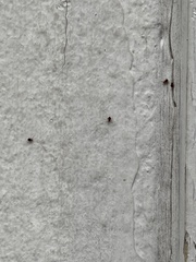Dicyrtomidae