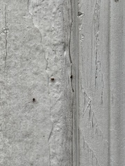 Dicyrtomidae
