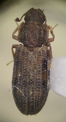 Bitoma quadriguttata