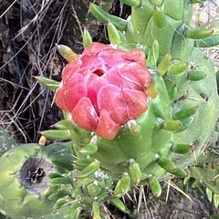 Austrocylindropuntia