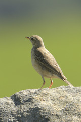 Anthus leucophrys