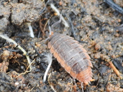 Porcellionides rufocinctus