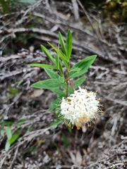 Pimelea ligustrina