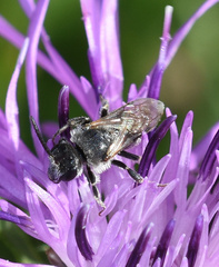 Lasioglossum leucozonium