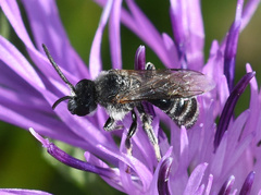 Lasioglossum leucozonium