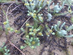 Helichrysum refractum