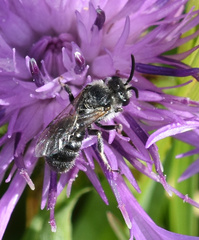 Lasioglossum leucozonium