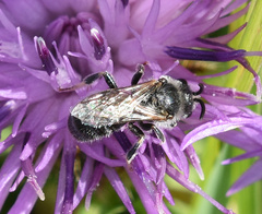 Lasioglossum leucozonium