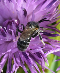 Lasioglossum leucozonium