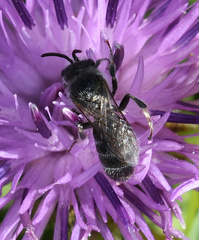 Lasioglossum leucozonium