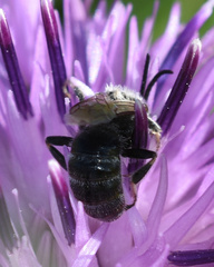 Lasioglossum leucozonium