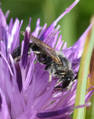 Lasioglossum leucozonium
