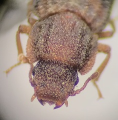 Bitoma quadriguttata