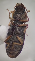 Bitoma quadriguttata