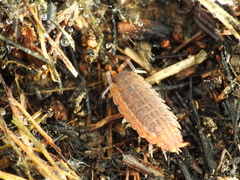 Porcellionides rufocinctus