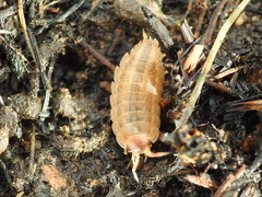 Proporcellio