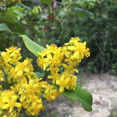 Davilla