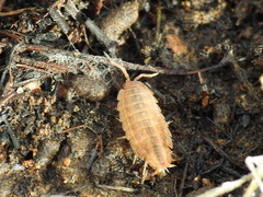 Proporcellio