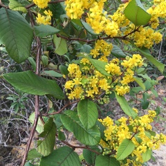 Davilla