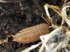 Proporcellio
